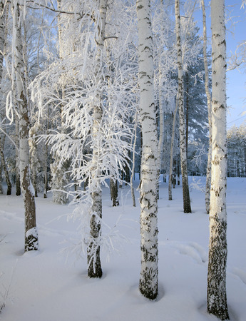 frosty winter morning in a wood plastered with rimeの写真素材