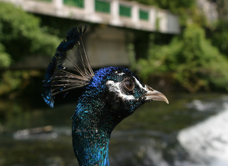 close-up of a peacock on the background of a mountain riverの写真素材