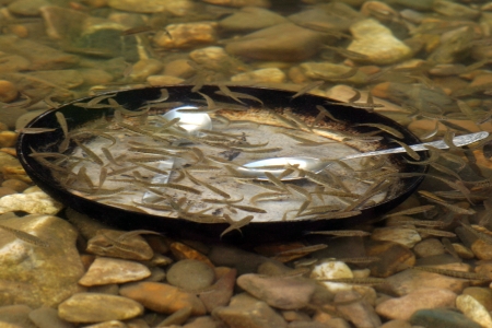 small fish in shallow water cleans the dishes in the campaign