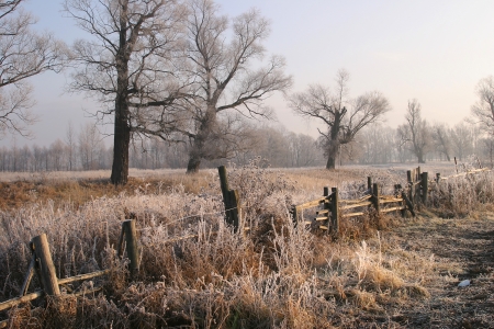 Landscape beginning of winter in the oak grove covered with frost at sunsetの写真素材