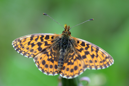 Beautiful orange black butterfly sitting on a flowerの写真素材