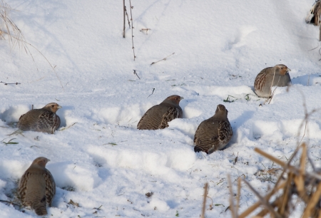 close-up partridge in winter on snow