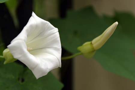 macro flower of white bindweedの写真素材