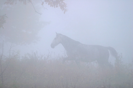 lone horse in a thick fog in the autumn in the oak groveの写真素材