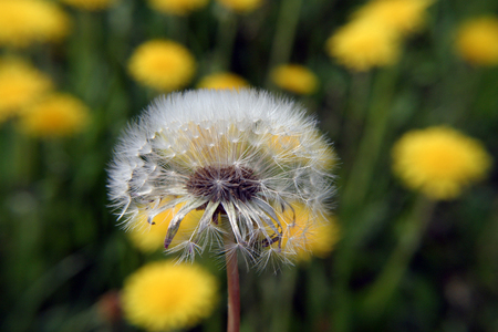 dandelion on a meadowの写真素材