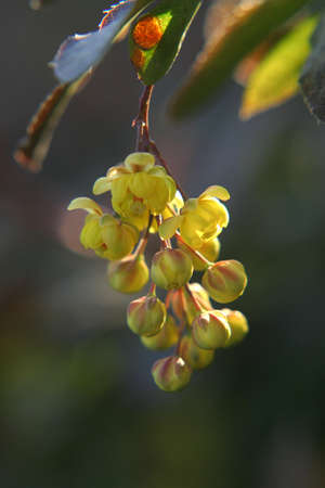 barberry flowers in spring gardenの写真素材