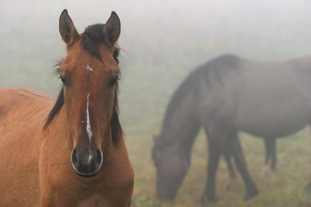 herd of horses in a thick fog in the autumn in the woodsの写真素材