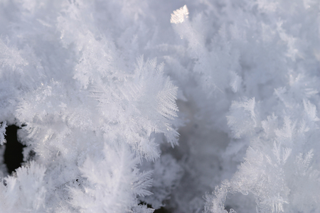 macro snow and rime covered by sunlightの写真素材