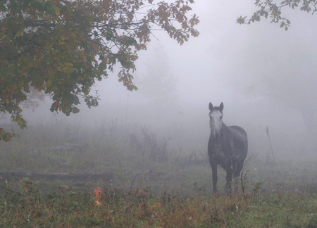 lone horse in a thick fog in the autumn in the oak groveの写真素材