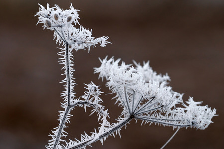 macro frost on the grass in late autumn