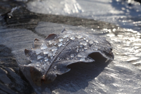 macro dry yellow fallen oak leaves covered with frost and drops illuminated by sunlightの写真素材