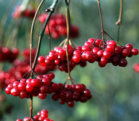 close-up of ripe red viburnum clusters on the branches in the autumn garden