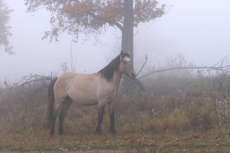 lone horse in a thick fog in the autumn in the oak groveの写真素材