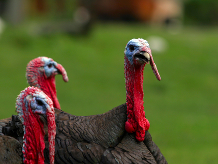 close-up black turkey with red beaks on the background of green grassの写真素材