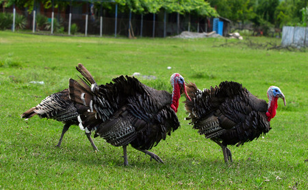 close-up black turkey with red beaks の写真素材