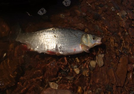macro freshly caught river fish on a hook in the clear water and rocky bottom brown