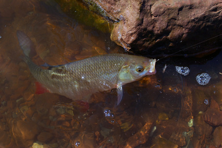 macro freshly caught river fish on a hook in the clear water and rocky bottom brownの写真素材