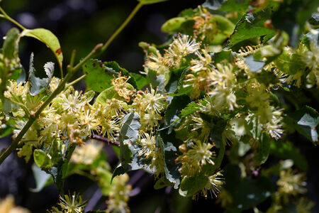 macro linden flowers and green foliage in bright sunlight