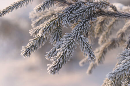 close-up branch spruce in frost and snow frosty morning in the woods on a background of white snow