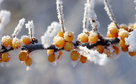 macro frost on yellow buckthorn berries on a branch in a garden frosty morningの写真素材