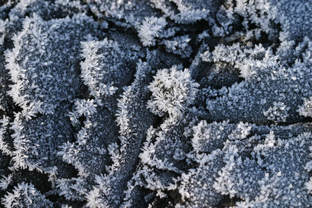 macro beautiful hoarfrost on green grass and fallen leaves sunny frosty morningの写真素材