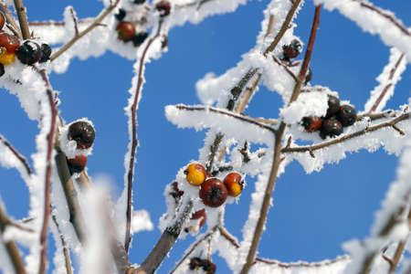 close-up of sea buckthorn branches with hoarfrost against the sky on the coldest winter day