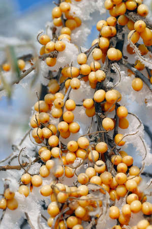 Close-up branch of sea-buckthorn is covered with frost on the blue sky winter sunny dayの写真素材