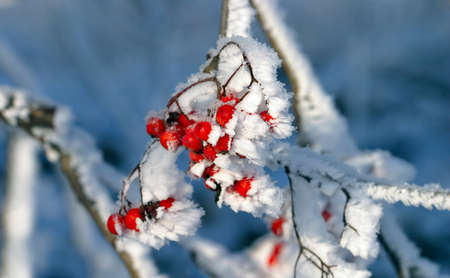 close-up of red berries of viburnum and rowan in the winter frost frosty morningの写真素材