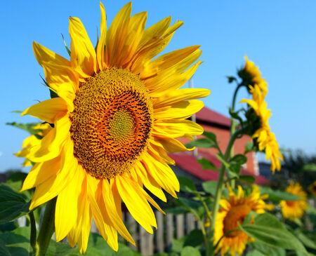 close-up of beautiful yellow sunflower on the background of blue skyの写真素材