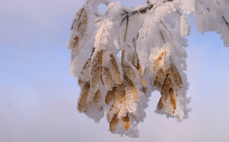 close-up of maple seeds on a branch in hoarfrost against the sky winter dayの写真素材