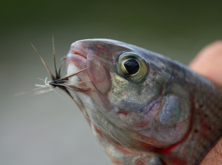 macro head freshly caught fish on the hook