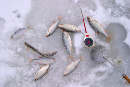 close-up of freshly caught fish and a fishing rod on the river ice in winter dayの写真素材