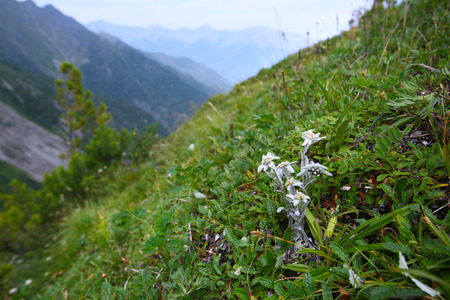 macro edelweiss growing in the mountains on the rocks on a summer dayの写真素材