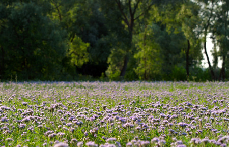 beautiful violet flowers phacelia on a summer meadow