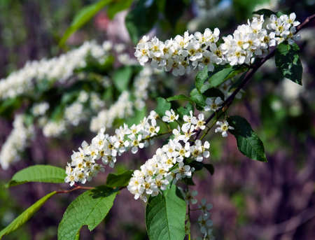 macro beautiful blooming branch of bird cherry on a sunny spring day in the garden