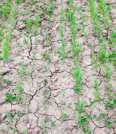 close-up of young sprouts of wheat in a field on a sunny summer dayの写真素材