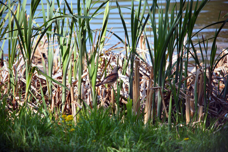 spring landscape one partridge on a pond bright sunny day