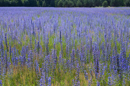 summer landscape meadows with wildflowers and trees on a sunny day