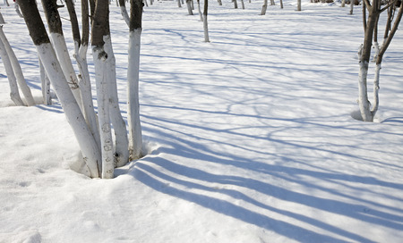 winter landscape trees in the park and beautiful shadows on the snow a bright sunny dayの写真素材