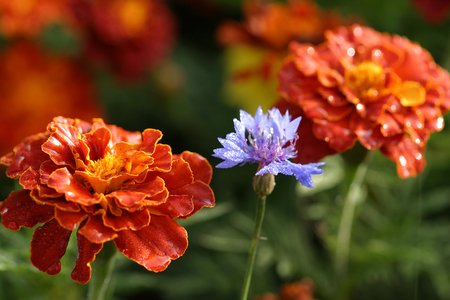 macro bright beautiful red marigolds and blue cornflower in dewdropsの写真素材