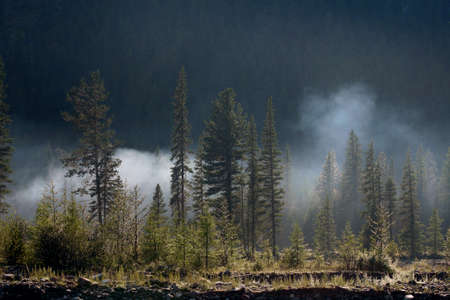 beautiful summer mountain landscape forests and and white smoke against a background of taiga