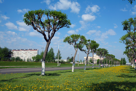 Spring cityscape neatly trimmed trees along the avenue city on a sunny dayのeditorial素材