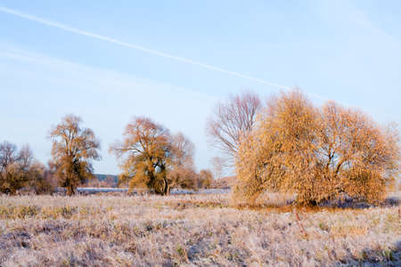 Scenic autumn landscape  oak grove with yellowed leaves, frost on the grass on a cold morningの写真素材