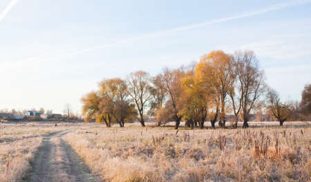 Scenic autumn landscape  oak grove with yellowed leaves, frost on the grass on a cold morningの写真素材
