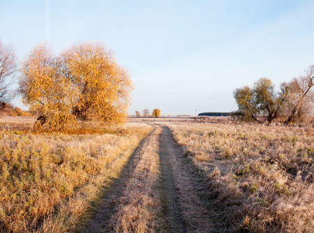 Scenic autumn landscape  oak grove with yellowed leaves, frost on the grass on a cold morningの写真素材