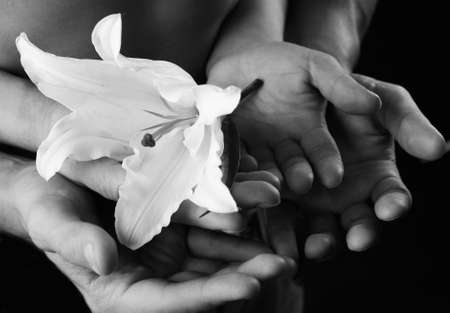 close-up delicate white lily in the hands against the background of naked torso, studio dark backgroundの写真素材