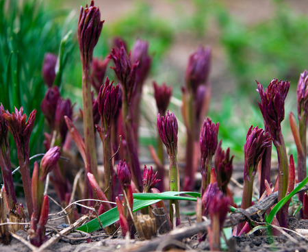 macro beautiful young sprout flowers primroses in spring gardenの写真素材