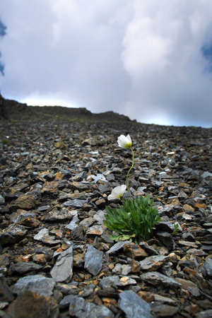 close-up of white flower on a background in high peaks in the cloudsの写真素材