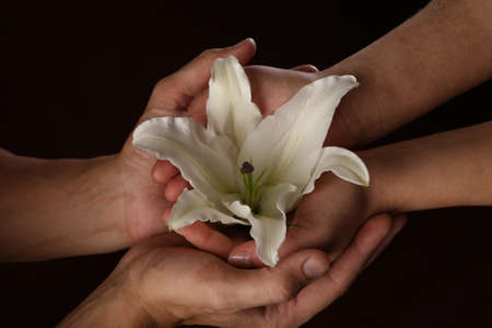 close-up delicate white lily in the hands against the background, studio dark backgroundの写真素材