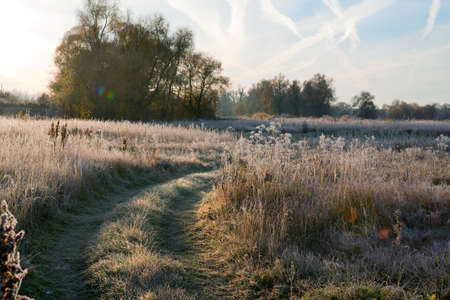 Scenic autumn landscape  oak grove with yellowed leaves, frost on the grass on a cold morningの写真素材